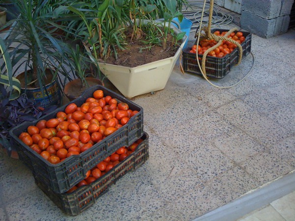 60 كيلو طماطم!