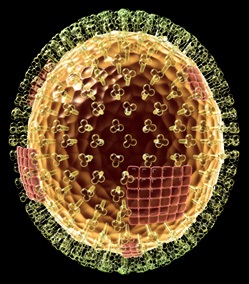 فيروس الإنفلونزا influenza