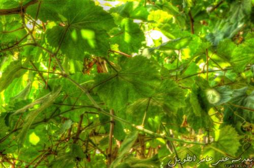 fighting-for-light_4631576146_o