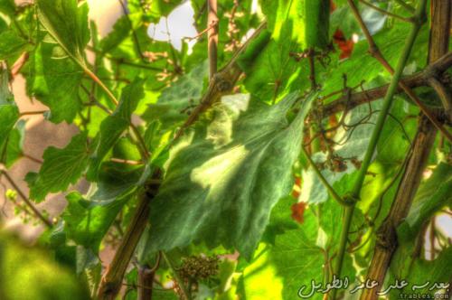 green-peace_4631576084_o