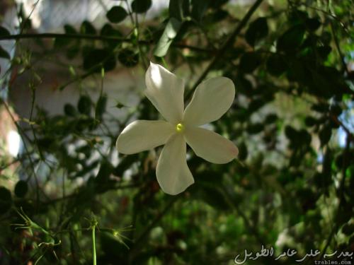 jasmine-flower_4919589933_o