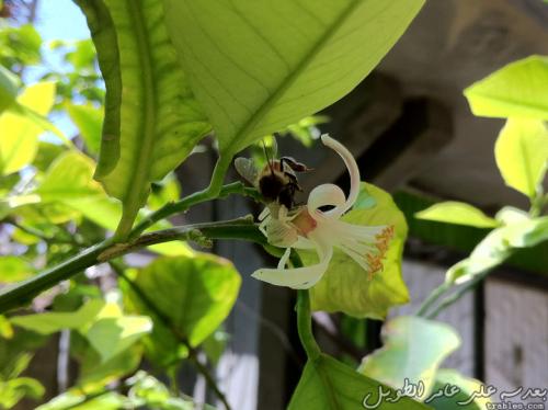 killer-spotted_7709998326_o