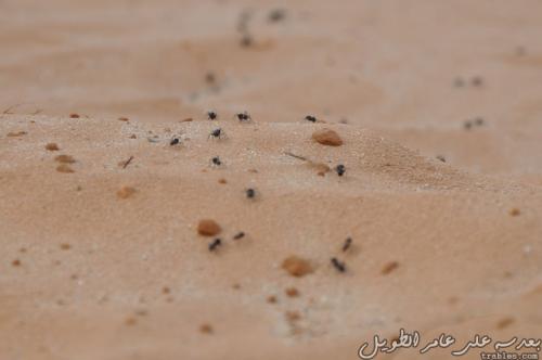 mini-high-way_4942387698_o