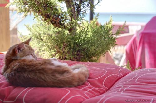 napping-cat_21526249254_o