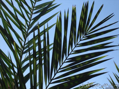 palm-tree_4919585009_o