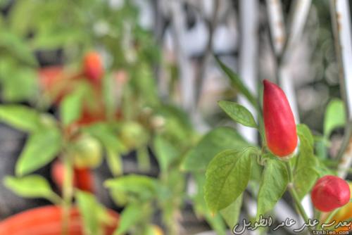 pepper-in-the-garden_6228853716_o