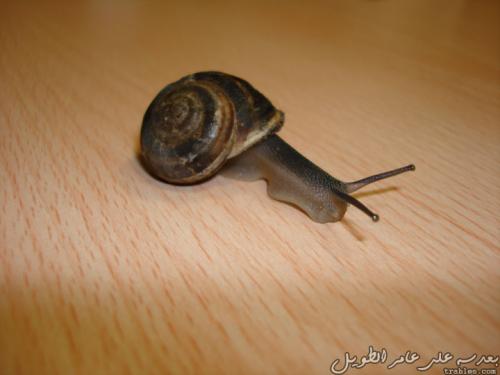 snail_4920188624_o
