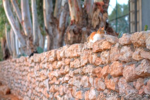 the-cat-wall_7005670927_o