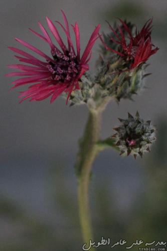 three-phases_6855091568_o