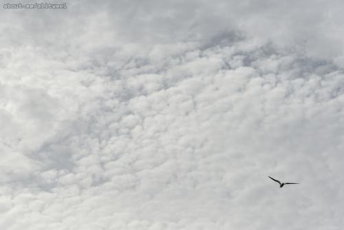 traveller_31686477995_o