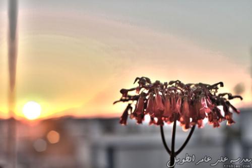 watching-the-sunset_6844725300_o