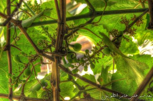 young-grapes_4631576252_o